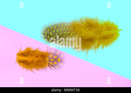 Two fluffy yellow feathers with spots of guinea fowl close up, on a two-tone pink - turquoise background - decorative element Stock Photo