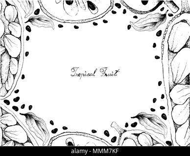 Tropical Fruit, Illustration Frame of Hand Drawn Sketch of Cherimoya, Annona Cherimola and Cempedak or Artocarpus Integer Fruits Isolated on White Bac Stock Vector