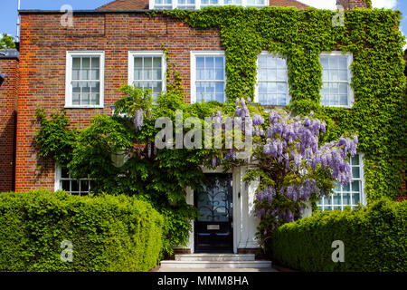 LONDON, UK - MAY 10th, 2018: Blooming wisteria is covering a building in Central London, near affluent area of Holland Park Stock Photo