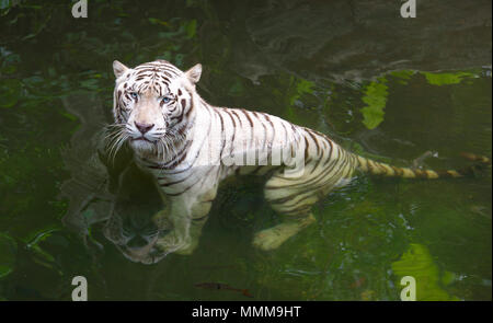 Tiger in water. White Bengal tiger taking bath in a river looking displeased Stock Photo