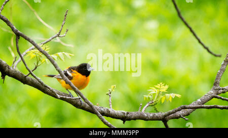A colorful Baltimore Oriole perched on a tree branch in spring. Stock Photo