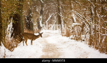 Photo of a beautiful white tailed deer on a snowy winter trail in a wooded park. Stock Photo