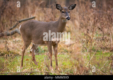 A beautiful white tailed deer doe standing alert in the woods. Stock Photo