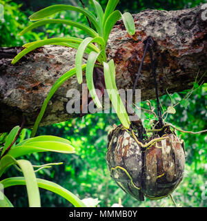 Tropical orchid growing in dried coconut pot in rainforest. Traditional asian gardening Stock Photo