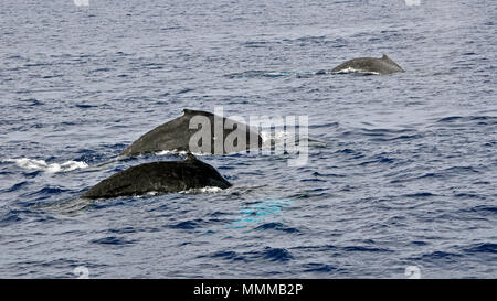 Three humpback whales, Megaptera novaeangliae on the surface, Maui, Hawaii, USA Stock Photo