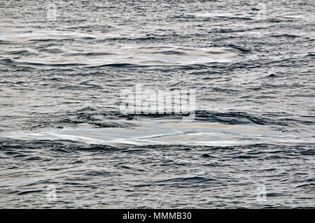 Footprints of two humpback whales, Megaptera novaeangliae, Maui, Hawaii, USA Stock Photo