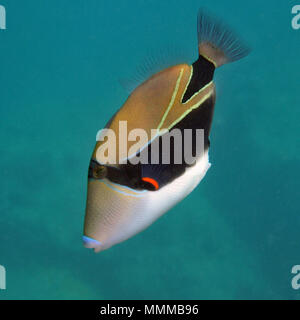 Reef triggerfish or humuhumunukunukuapua'a, Lanai, Hawaii, USA Stock Photo