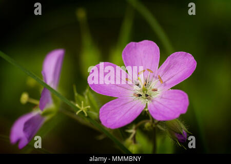 Close-up of a Wild Geranium or Geranium maculatum wildflower with small insects on it. Stock Photo