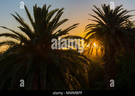 The sun setting behind palm trees in Maldonado, Uruguay Stock Photo