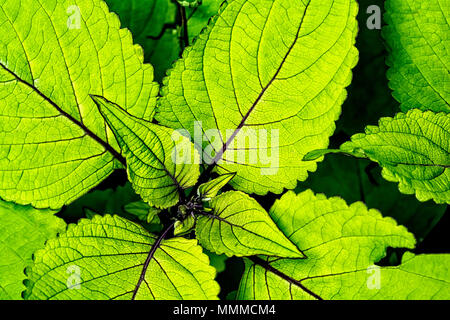 Close look at the intricate leaves of a Coleus plant. This variety has bright green leaves with a dark purple vien. Stock Photo