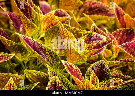 Close look at the intricate leaves of colorful Coleus plants. Different varieties have different colors and patterns. Stock Photo