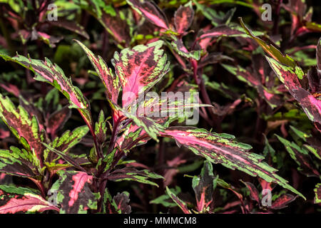 Close look at the intricate leaves of a colorful Coleus plant. Stock Photo
