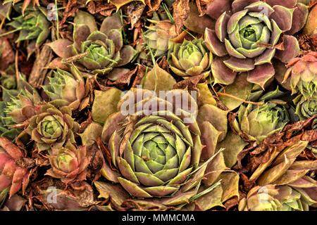Closeup of Hen and chicks plant. Also known as hen-and-chickens, or hen-and-biddies in the American South. A group of small succulent plants belonging Stock Photo
