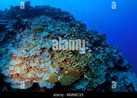 Coral reef scene underwater, Wallis Island, Wallis & Futuna, South Pacific Stock Photo
