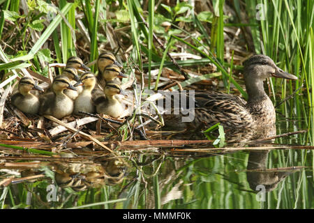 A group of cute Mallard duckling (Anas platyrhynchos) resting in the reeds at the side of a stream with their mother in the water keeping a watchful e Stock Photo