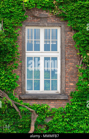 An old window in a brick house and a thick vine on the wall Stock Photo