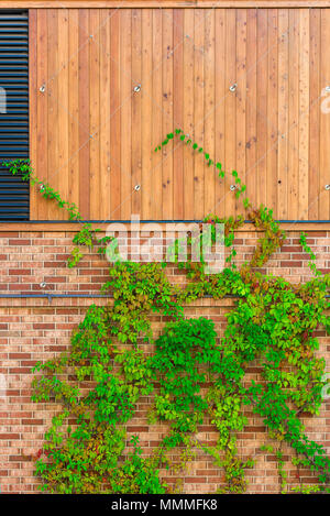 green vine a hedge on the wall Stock Photo
