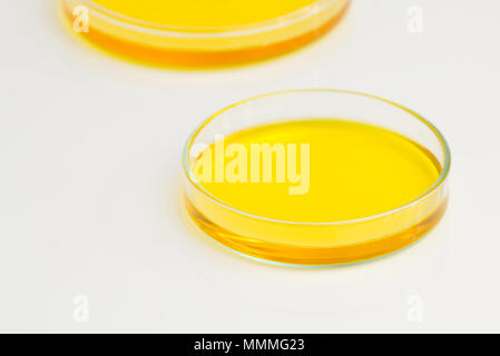 Petri dishes (petridishes) of potassium dichromate solution yellow liquid isolated on white background. Science scientific concept Stock Photo