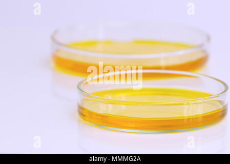 Petri dishes (petridishes) of potassium dichromate solution yellow liquid isolated on white background. Science scientific concept Stock Photo