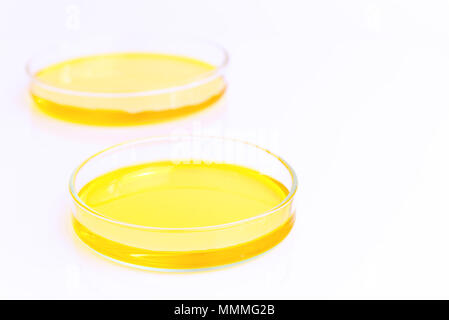 Petri dishes (petridishes) of potassium dichromate solution yellow liquid isolated on white background. Science scientific concept Stock Photo