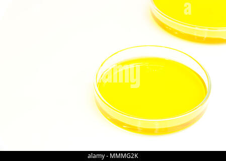 Petri dishes (petridishes) of potassium dichromate solution yellow liquid isolated on white background. Science scientific concept Stock Photo