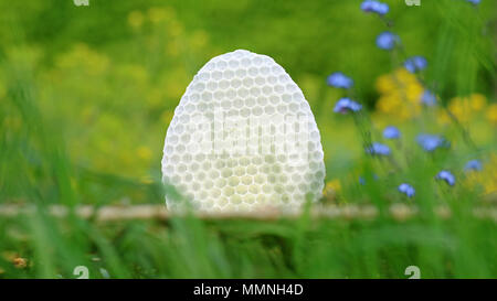 white round honeycomb in green grass with blue and yellow flowers background Stock Photo