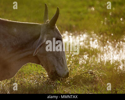 Samba & Chital Deer Stock Photo