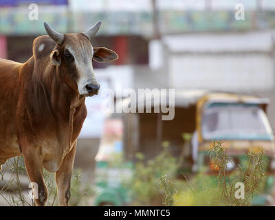 Samba & Chital Deer Stock Photo