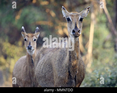 Samba & Chital Deer Stock Photo