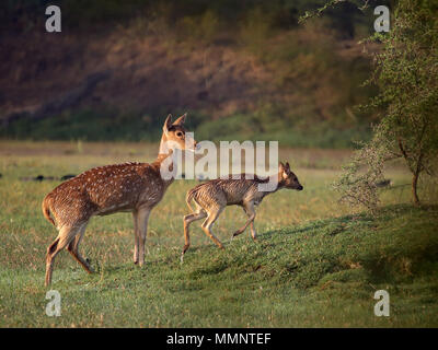 Samba & Chital Deer Stock Photo