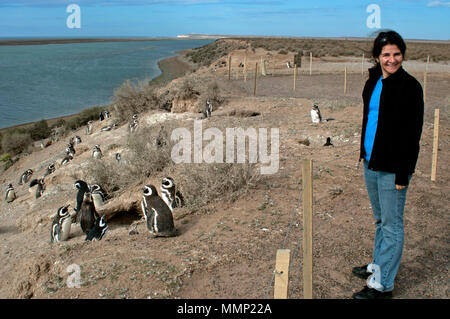 Woman observes Magellanic penguins, Spheniscus magellanicus, at the Caleta Valdes, Peninsula Valdes, Chubut, Patagonia, Argentina