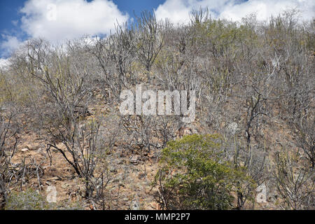 Dry trees, typical vegetation of the caatinga, 'sertao' or 'agreste' in the northeast state of Sergipe, Brazil Stock Photo