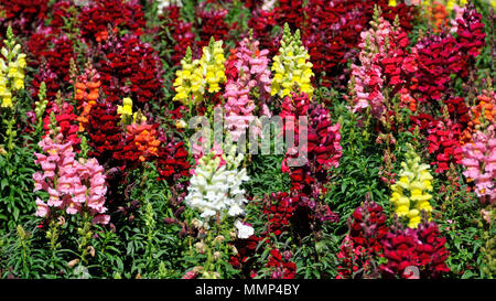 Garden with common snapdragon flowers, Antirrhinum majus (Plantaginaceae), Nova Petropolis, Rio Grande do Sul, Brazil Stock Photo