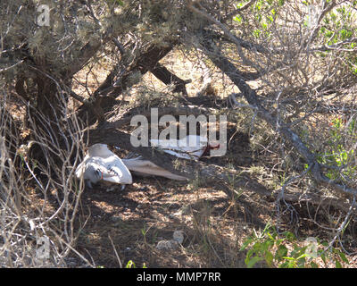 Red-tailed tropic bird (Phaethon rubricauda) Nosy Ve, Southeast Africa, near Anakao, Madagascar, Africa Stock Photo