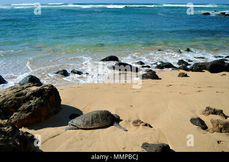 Green sea turtle, Chelonia mydas, rests on the shore of Laniakea Beach, North Shore of Oahu, Hawaii, USA Stock Photo