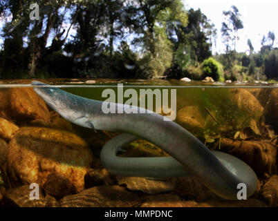 alamy