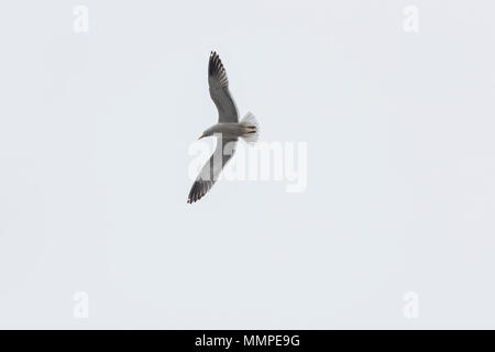 A close-up of a seagull in flight, from below Stock Photo