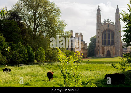 Cows grazing on land infront of King's College Chapel, Cambridge, UK Stock Photo