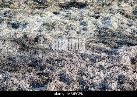 Background texture burnt grass, ash a grass Stock Photo