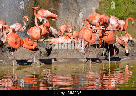 Group of Carribean flamingos (Phoenicopterus ruber) in water and on their ground nests Stock Photo