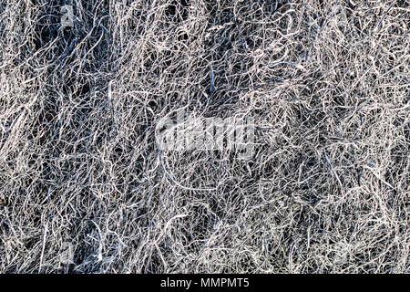 Background texture burnt grass, ash a grass Stock Photo