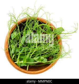 Pea microgreen in wooden bowl. Cotyledons of Pisum sativum. Green shoots, young plants, seedlings and sprouts. Edible, raw, organic and vegan. Stock Photo