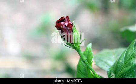 beautiful flower image,mandar flower by manoranjan mishra Stock Photo