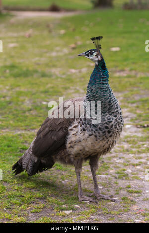Full length view of alert female Blue Indian Peafowl (peahen) bird with brown, grey and green coloured feathers standing on grass lawn, Dorset, UK. Stock Photo