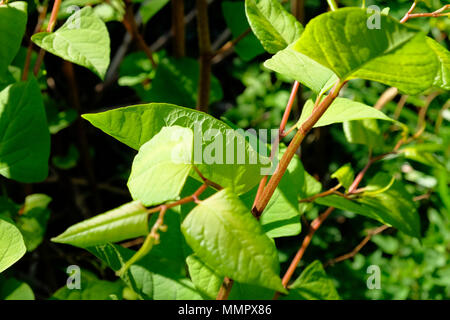 Japanese knotweed fallopia japonica growing wild, hastings, uk