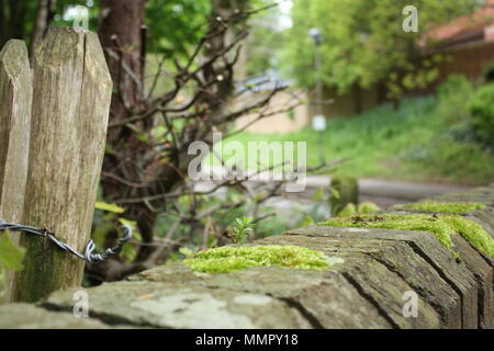 A moss-covered fence diverges from a low moss-covered wall in the early spring as plants all around begin to sprout in the warm weather. Stock Photo