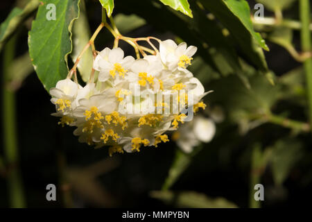 Begonia undulata Stock Photo