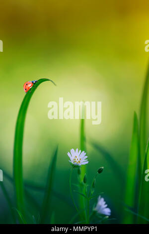 natural background with little ladybug crawling on green grass on a blossoming spring meadow on a Sunny bright day Stock Photo