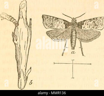 'First[-ninth] annual report on the noxious, beneficial and other insects, of the state of Missouri, made to the State board of agriculture, pursuant to an appropriation for this purpose from the Legislature of the state' (1869) Stock Photo