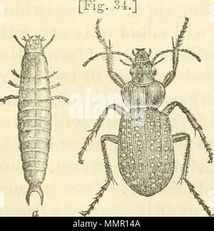 'First[-ninth] annual report on the noxious, beneficial and other insects, of the state of Missouri, made to the State board of agriculture, pursuant to an appropriation for this purpose from the Legislature of the state' (1869) Stock Photo
